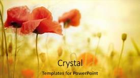  Presentation with poppy - Presentation featuring red poppies - poppy flowers in the sky background and a yellow colored foreground