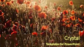  Presentation with poppy - Cool new PPT theme with red poppies - wild poppy field - armistice backdrop and a tawny brown colored foreground