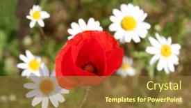  Presentation with poppies - Presentation theme enhanced with red-poppies-and-white-camomile background and a tawny brown colored foreground