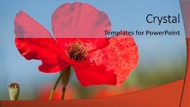  Presentation with poppies - Slides having red poppies flowers background and a light blue colored foreground