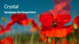 Presentation with poppies - Presentation theme having red poppies flowers background and a ocean colored foreground