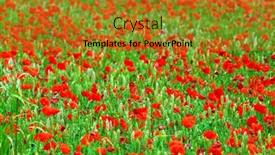  Presentation with poppies - Cool new presentation theme with red poppies growing in green rye grain field backdrop and a gold colored foreground