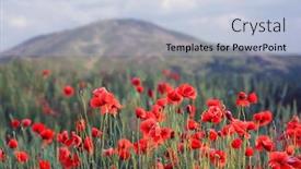  Presentation with poppies - Theme enhanced with red-poppies-in-mountains-photo background and a light blue colored foreground
