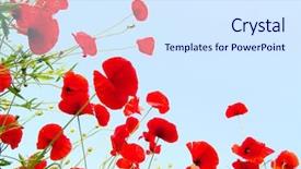  Presentation with remembrance day - PPT theme consisting of red poppies in sunny day background and a sky blue colored foreground