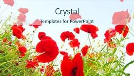  Presentation with remembrance day - PPT theme consisting of red poppies in sunny day background and a sky blue colored foreground