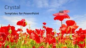  Presentation with poppies - Amazing PPT layouts having red-poppies-in-the-field backdrop and a light blue colored foreground
