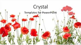  Presentation with poppies - Presentation theme featuring red poppies isolated on white background and a white colored foreground
