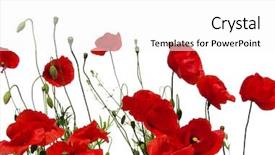  Presentation with currant black white and red - Beautiful slide set featuring red poppies isolated on white backdrop and a  colored foreground