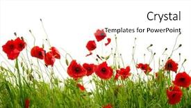  Presentation with lines red and white - PPT theme consisting of red poppies isolated on white background and a white colored foreground
