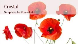  Presentation with poppies - PPT theme enhanced with red poppies isolated on white background and a lemonade colored foreground