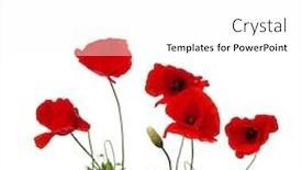  Presentation with poppies - Audience pleasing slides consisting of red-poppies-isolated-on-white backdrop and a white colored foreground