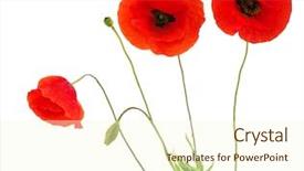  Presentation with poppies - Amazing presentation design having red poppies isolated on white backdrop and a cream colored foreground