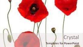  Presentation with poppies - Cool new theme with red-poppies-isolated-on-white backdrop and a lemonade colored foreground