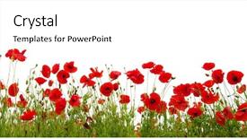  Presentation with red and white abstract - Slide deck consisting of red poppies isolated on white background and a  colored foreground