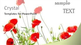  Presentation with poppies - Audience pleasing theme consisting of red-poppies-isolated-on-white backdrop and a  colored foreground