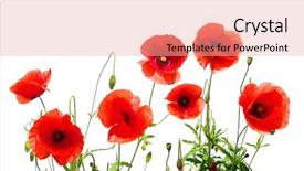  Presentation with barricade tape red and white - Presentation design having red poppies isolated on white background and a coral colored foreground