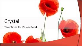  Presentation with lines red and white - Audience pleasing theme consisting of red poppies isolated on white backdrop and a sky blue colored foreground