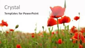  Presentation with poppies - Presentation theme consisting of red poppies isolated on white focus on near flower background and a white colored foreground