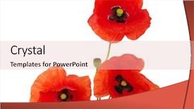  Presentation with meeting red white blue - Cool new presentation theme with red poppies isolated on white backdrop and a  colored foreground