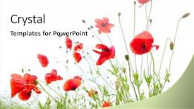  Presentation with poppies - PPT theme having red poppies isolated on white background and a white colored foreground