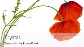  Presentation with poppies - Presentation theme featuring red poppies isolated on a white background background and a white colored foreground