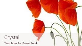  Presentation with poppies - Audience pleasing PPT theme consisting of red poppies isolated on a white background backdrop and a lemonade colored foreground