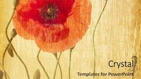  Presentation with poppies - Slide deck with red poppies on a grunge background and a yellow colored foreground
