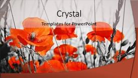  Presentation with red gold green field - Audience pleasing slides consisting of red poppies on bw field backdrop and a lemonade colored foreground