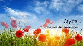  Presentation with red gold green field - Colorful PPT layouts enhanced with red poppies on field sky backdrop and a light blue colored foreground