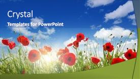  Presentation with poppies - Colorful slide set enhanced with red poppies on field sky and clouds backdrop and a ocean colored foreground