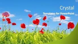  Presentation with poppies - Amazing PPT theme having red-poppies-on-green-field backdrop and a teal colored foreground