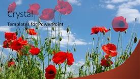  Presentation with poppies - Colorful presentation theme enhanced with red-poppies-on-green-field backdrop and a teal colored foreground