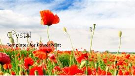  Presentation with poppies - Presentation design enhanced with red poppies on green field background and a lemonade colored foreground