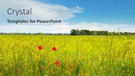  Presentation with poppies - Slide set having red-poppies-on-green-field background and a light blue colored foreground