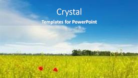  Presentation with poppies - 