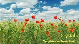  Presentation with poppies - Audience pleasing slides consisting of red poppies on green field under cloudy sky backdrop and a tawny brown colored foreground