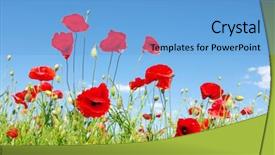  Presentation with poppies - Cool new presentation with red poppies on green field backdrop and a light blue colored foreground