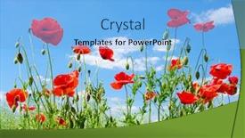  Presentation with poppies - Slides consisting of red poppies on green field background and a light blue colored foreground
