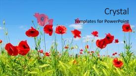  Presentation with poppies - Theme with red poppies on green field background and a teal colored foreground