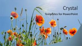  Presentation with poppies - Audience pleasing presentation consisting of red poppies under blue sky with sun backdrop and a light blue colored foreground