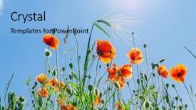  Presentation with poppies - Presentation design with red poppies under blue sky background and a light blue colored foreground