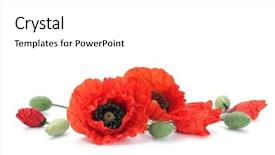  Presentation with poppies - Audience pleasing presentation theme consisting of red poppies on white background backdrop and a white colored foreground