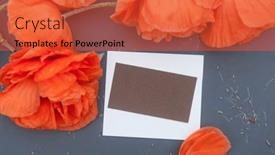  Presentation with poppies - Presentation theme featuring red-poppies-with-empty-white background and a red colored foreground