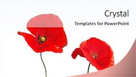  Presentation with poppies - Slides featuring red poppies background and a pink colored foreground