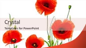  Presentation with poppies - PPT layouts featuring red poppies background and a coral colored foreground