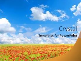 Red Poppies PPT template 38 | CrystalGraphics