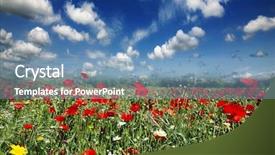  Presentation with wild flower in field of daisies - PPT layouts having red poppy and wild flowers background and a teal colored foreground