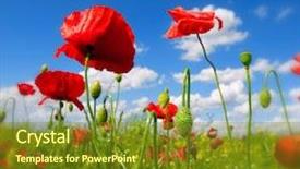  Presentation with wild flower in field of daisies - Colorful PPT theme enhanced with red poppy and wild flowers backdrop and a  colored foreground