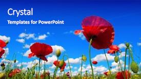  Presentation with poppy - Audience pleasing slide deck consisting of red poppy and wild flowers backdrop and a royal blue colored foreground