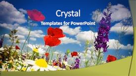  Presentation with wild flower in field of daisies - Presentation with red poppy and wild flowers background and a ocean colored foreground